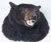 bear taxidermy 1