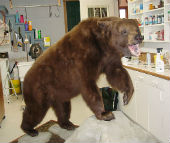 bear taxidermy 10