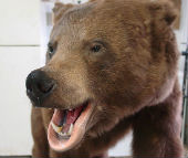 bear taxidermy 11