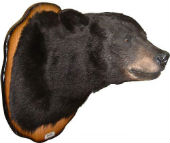 bear taxidermy 2