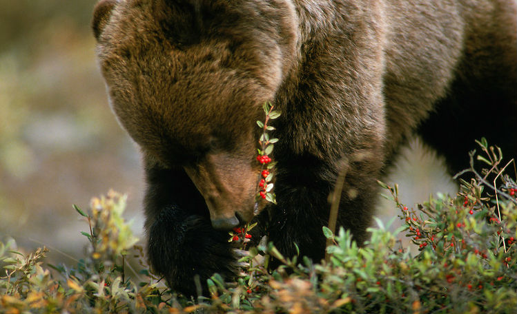 A Grizzly Bear Feeding